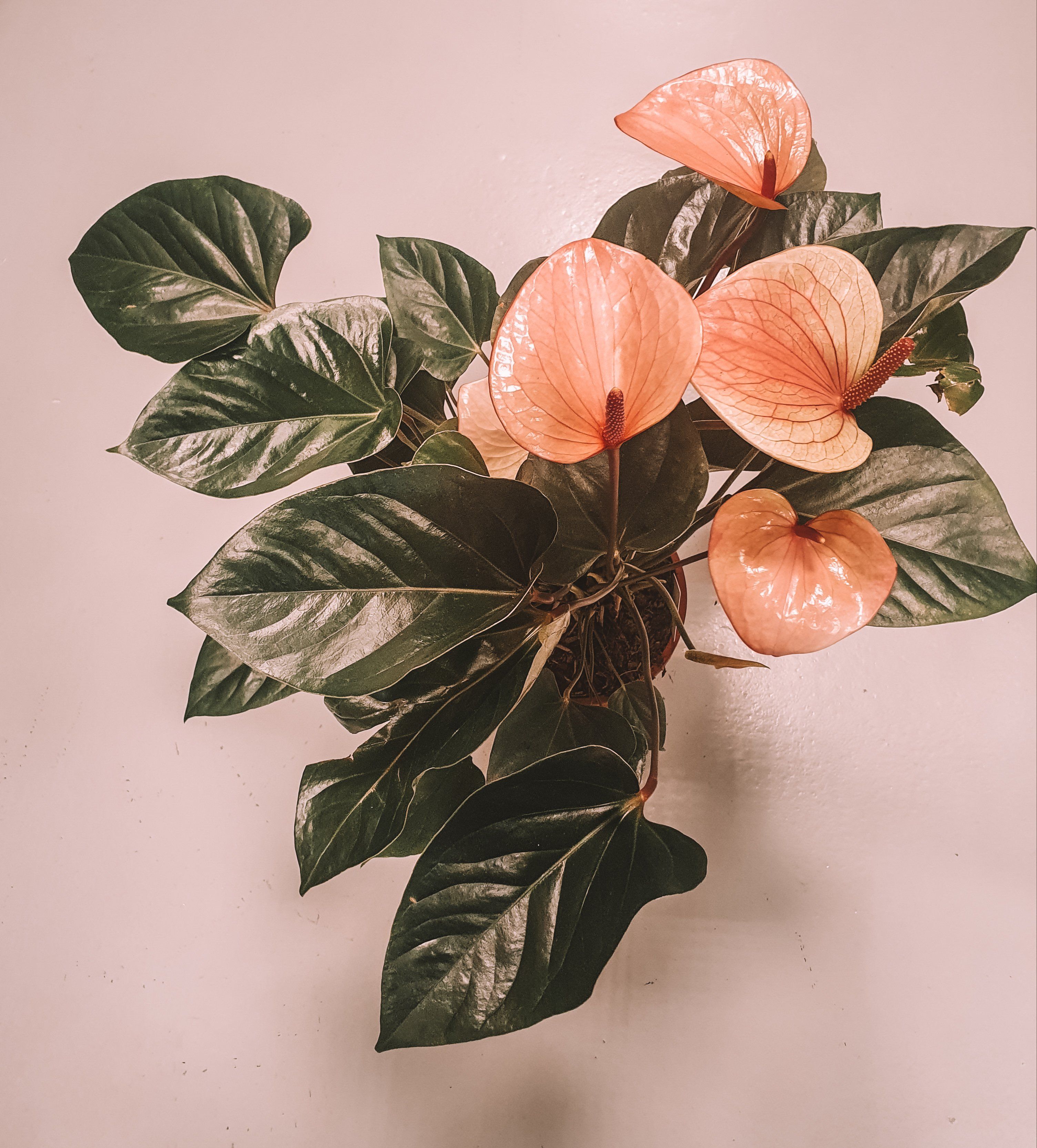 Anthurium Andraeanum Pink Hearts 70cm Plant Studio LLC