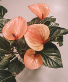 Anthurium Andraeanum Pink Hearts 70cm Plant Studio LLC