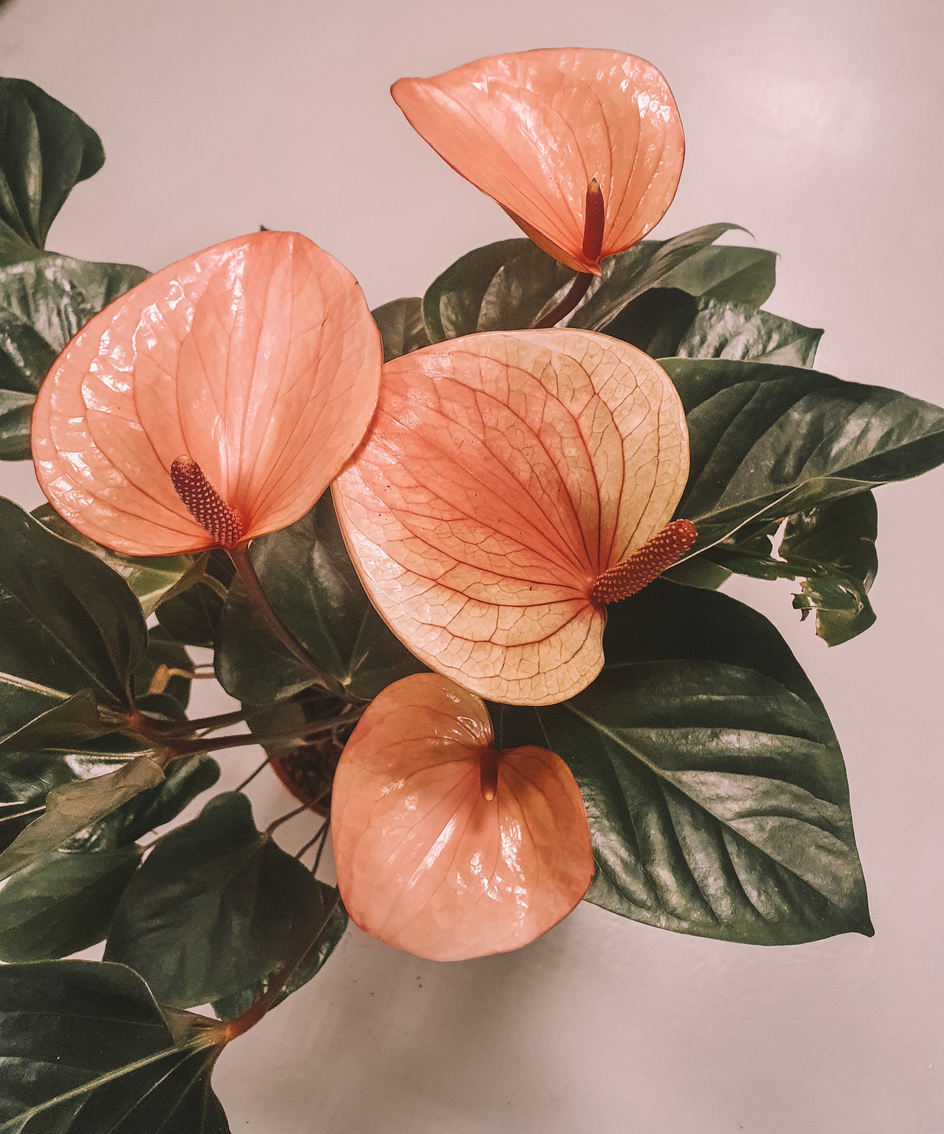Anthurium Andraeanum Pink Hearts 70cm Plant Studio LLC