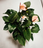Anthurium Andraeanum Pink Hearts 70cm Plant Studio LLC
