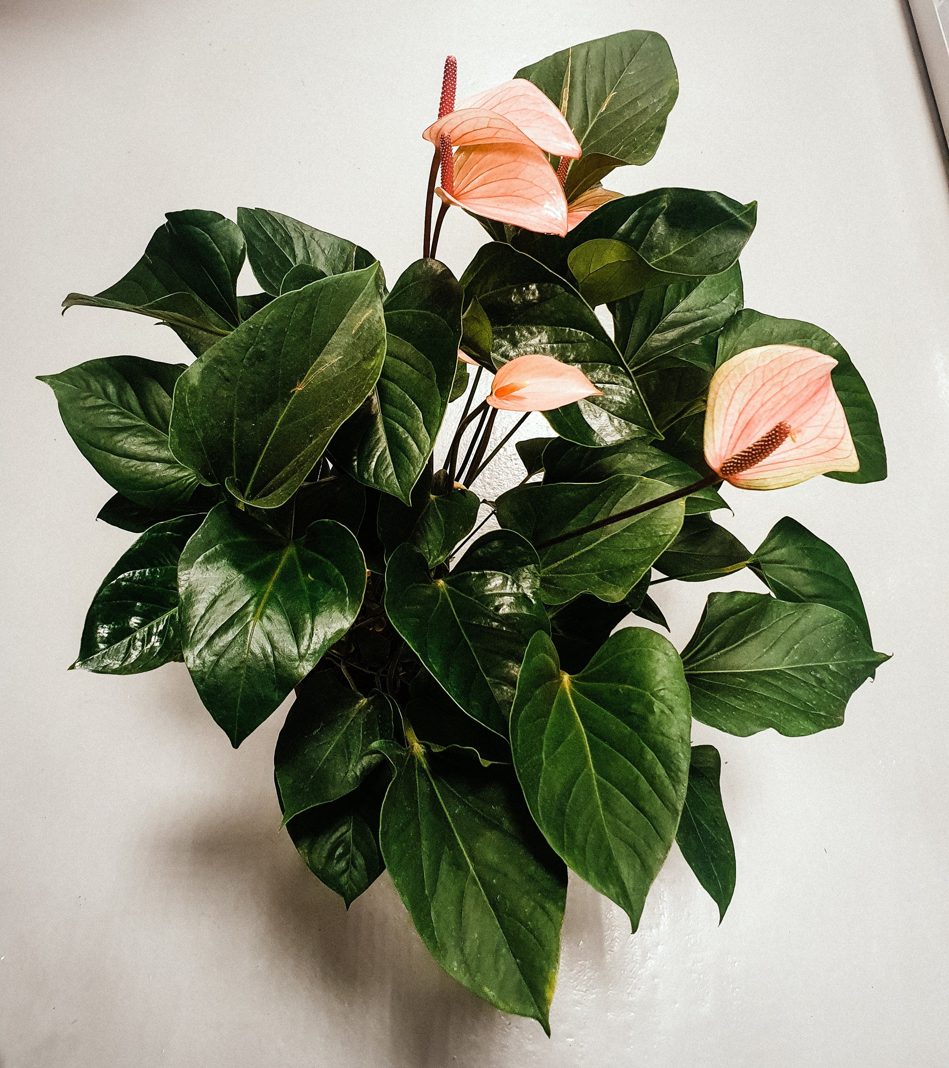 Anthurium Andraeanum Pink Hearts 70cm Plant Studio LLC