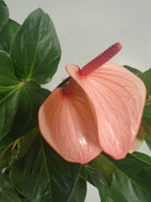 Anthurium Andraeanum Pink Hearts 70cm Plant Studio LLC