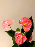 Anthurium Andraeanum Plant Studio LLC