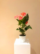 Anthurium Andraeanum Plant Studio LLC