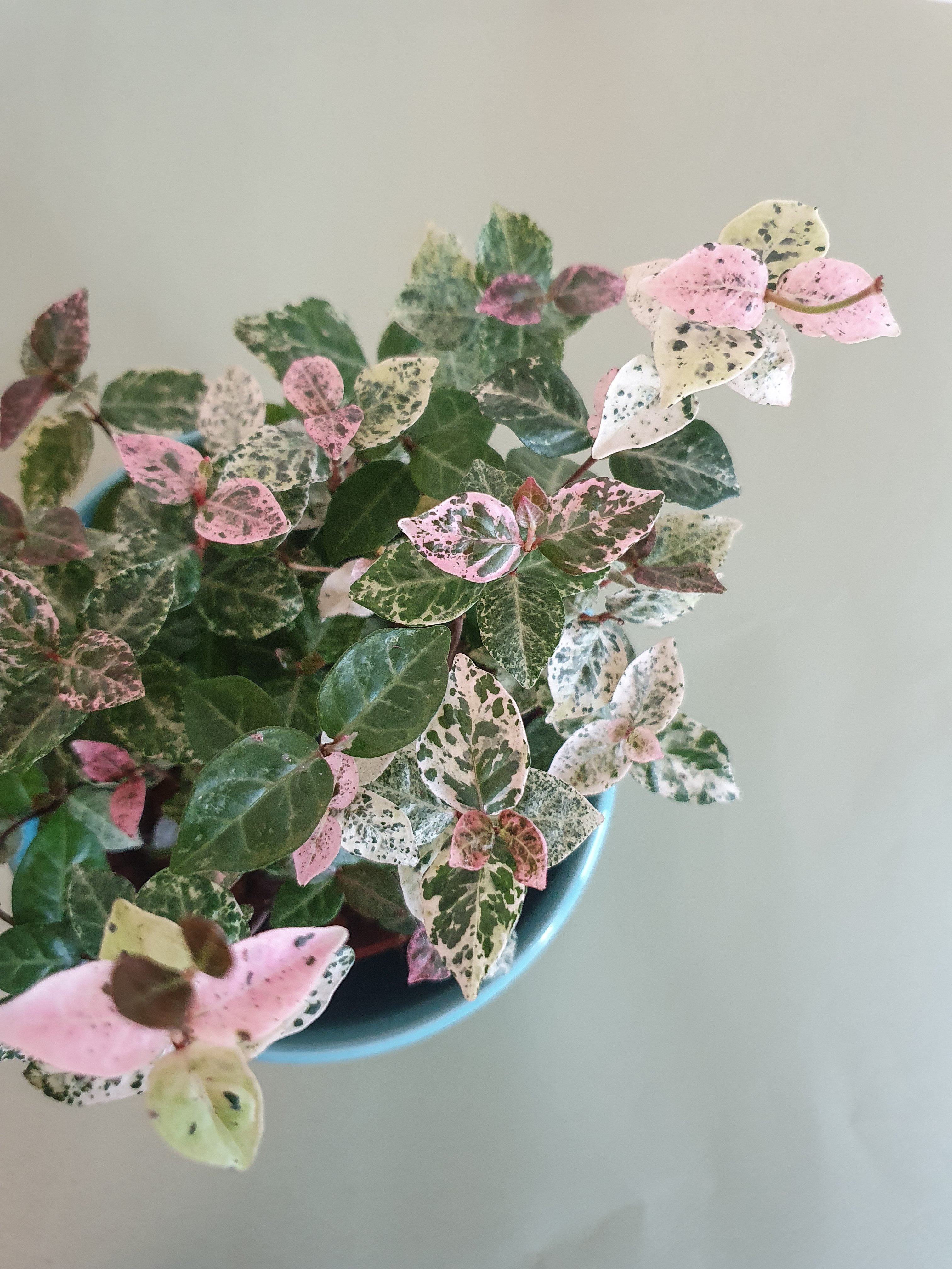 Asiatic Jasmine 'Snow and Summer' Plant Studio LLC