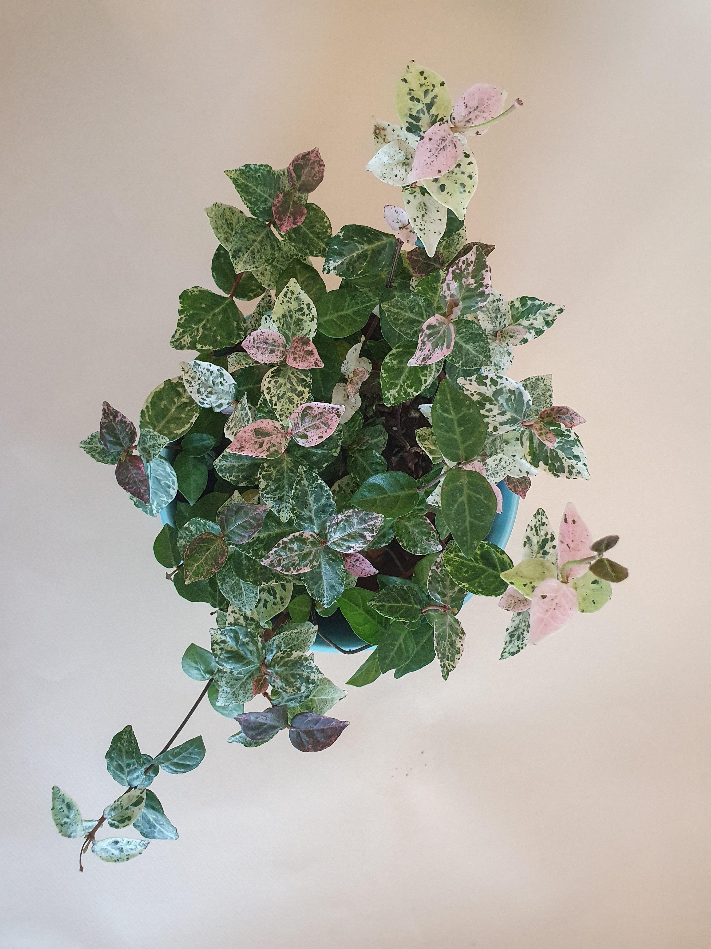 Asiatic Jasmine 'Snow and Summer' Plant Studio LLC