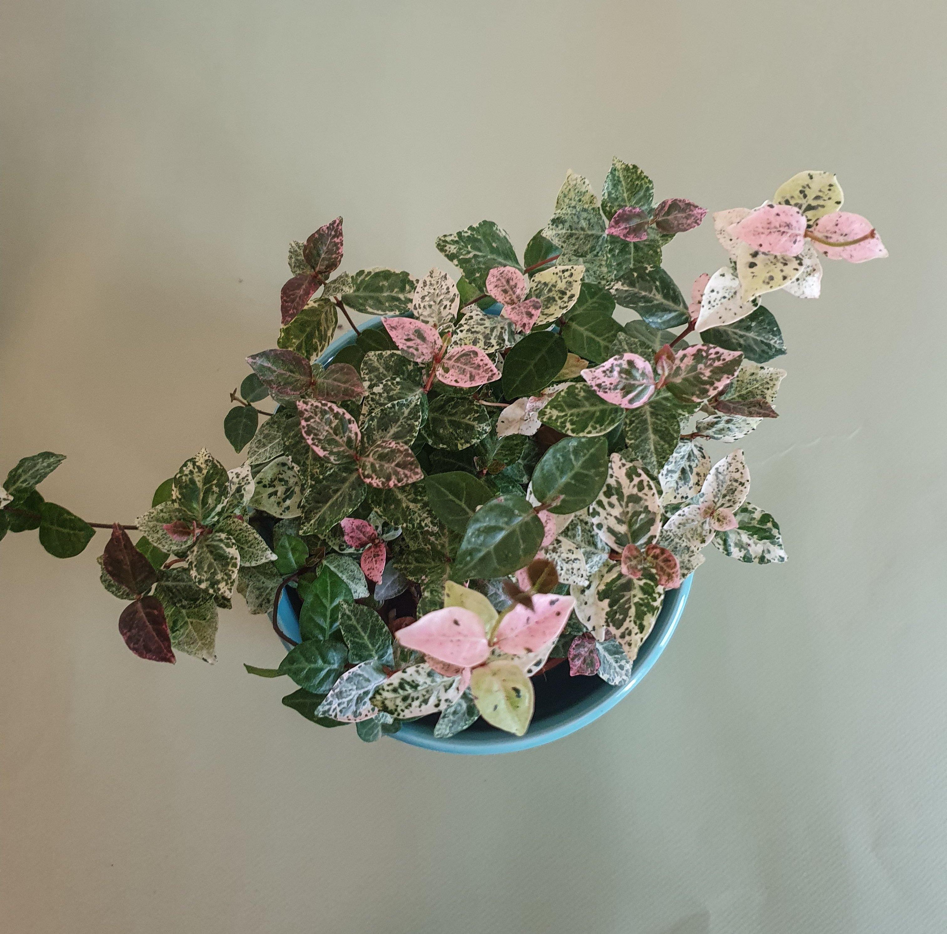 Asiatic Jasmine 'Snow and Summer' Plant Studio LLC