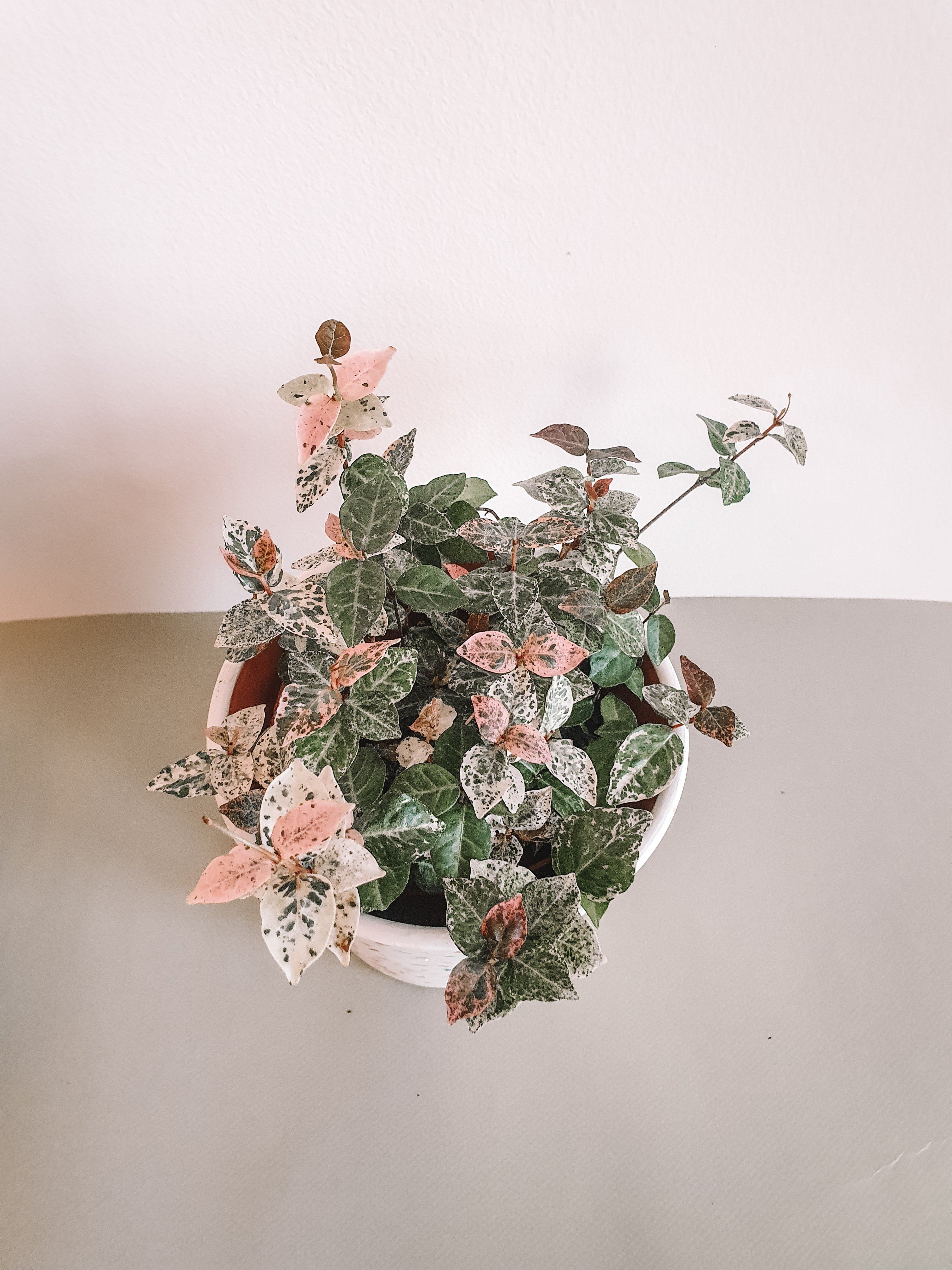 Asiatic Jasmine 'Snow and Summer' Plant Studio LLC