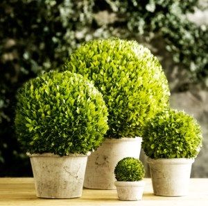 Ehretia Microphylla Ball - Plant Studio LLC