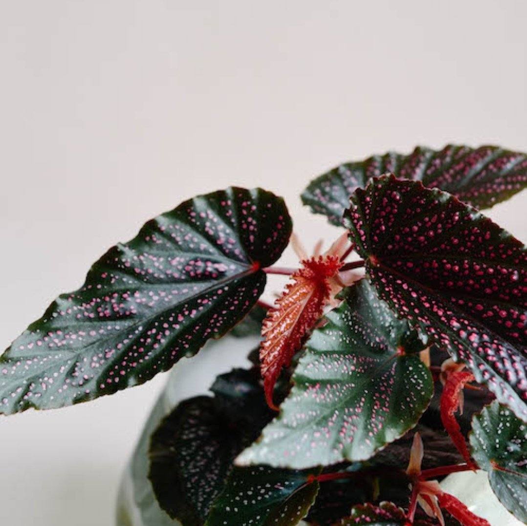 Begonia Benigo Pink Plant Studio LLC