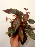 Begonia Benigo Pink Plant Studio LLC