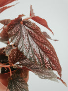 Begonia Benigo Pink Plant Studio LLC