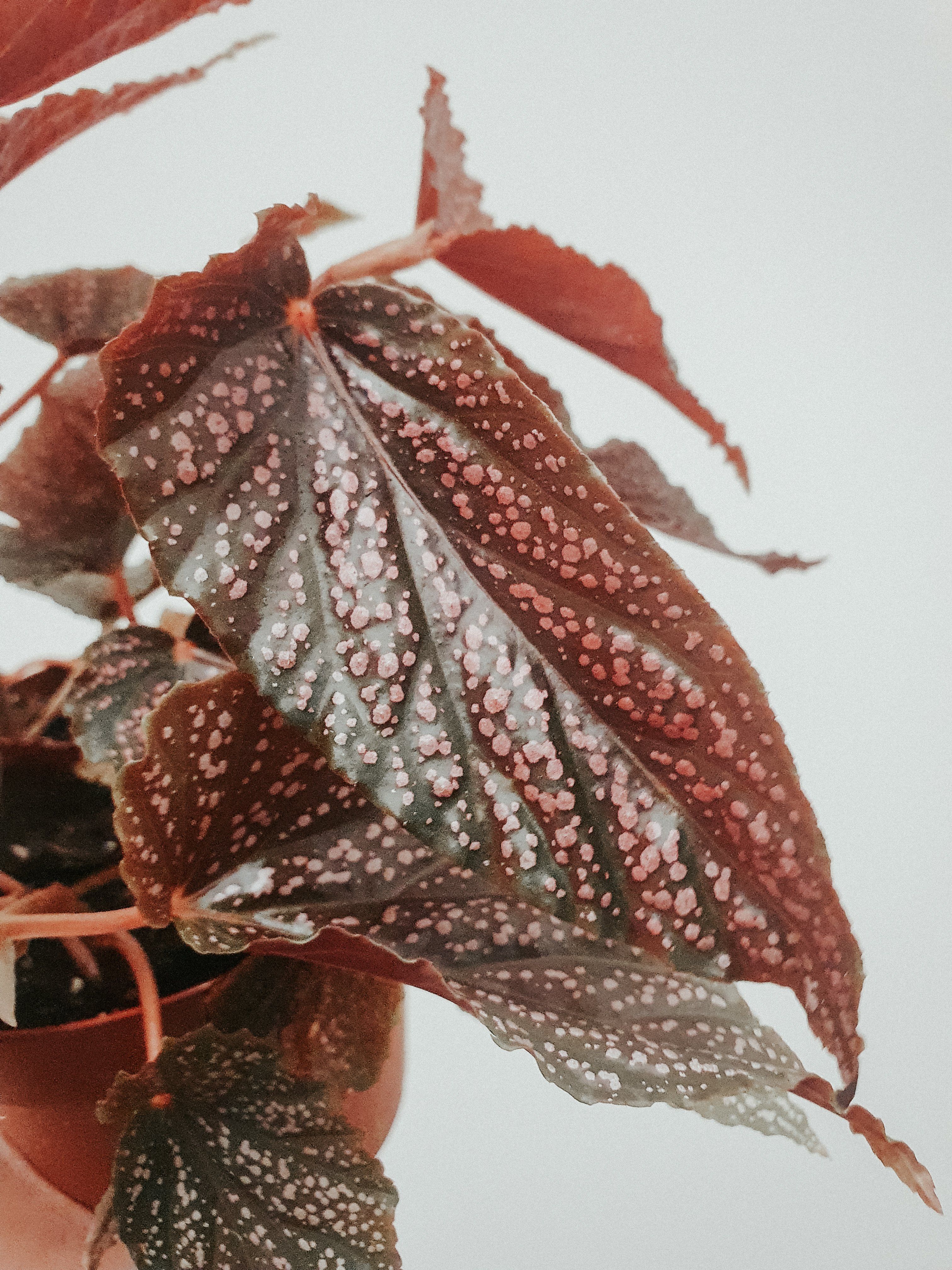 Begonia Benigo Pink Plant Studio LLC