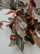 Begonia Benigo Pink Plant Studio LLC