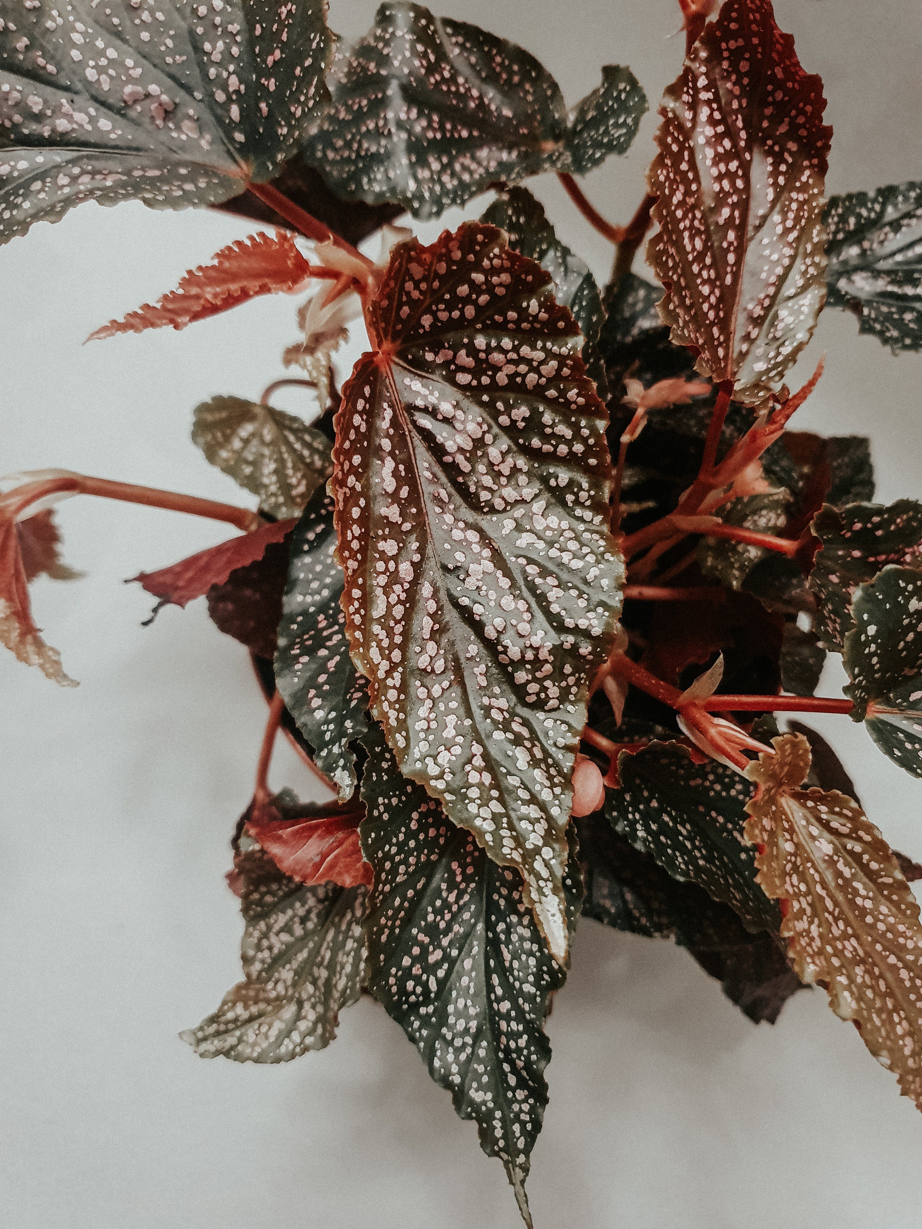 Begonia Benigo Pink Plant Studio LLC