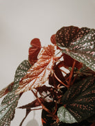 Begonia Benigo Pink Plant Studio LLC
