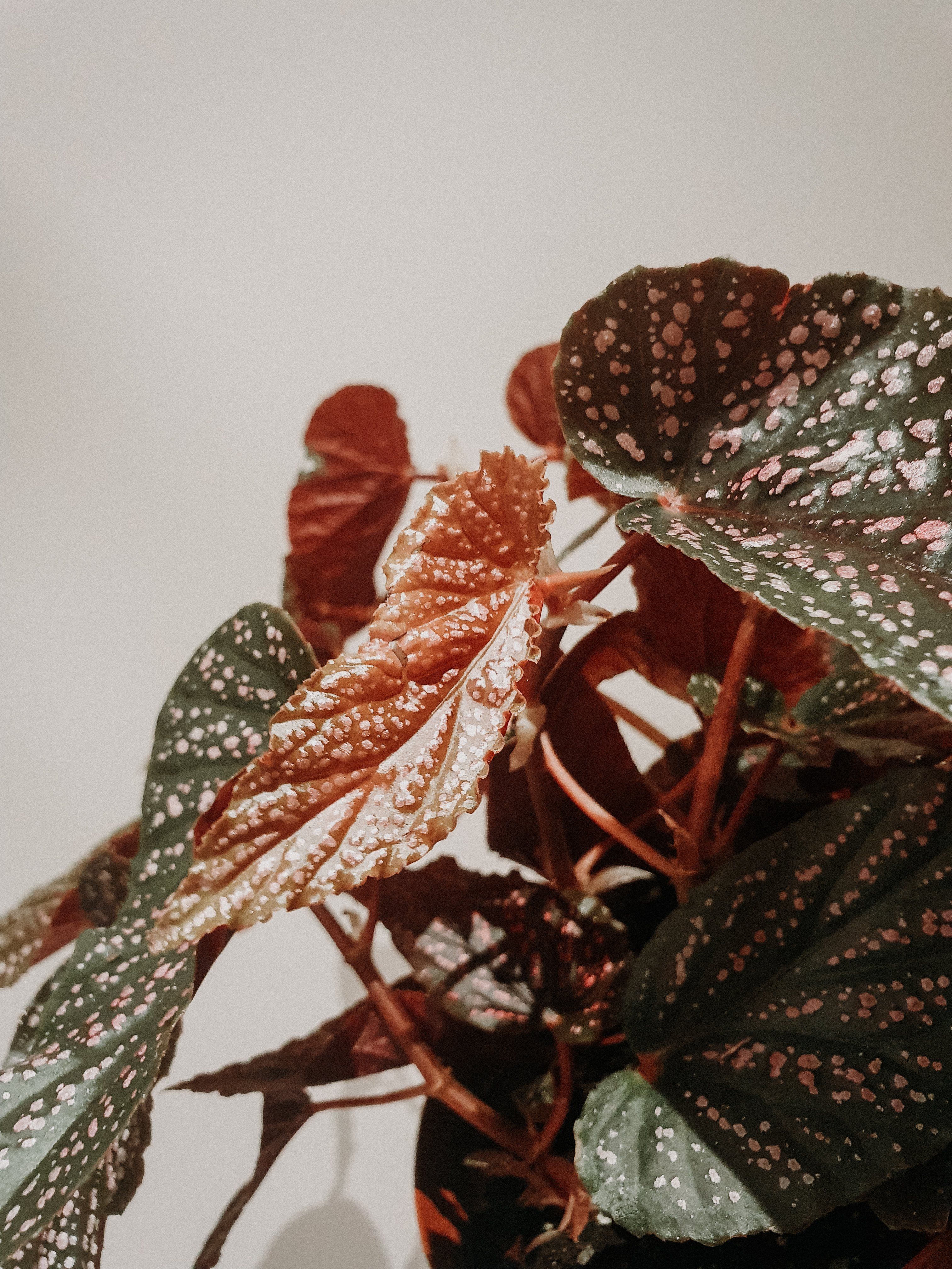 Begonia Benigo Pink Plant Studio LLC