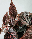 Begonia Benigo Pink Plant Studio LLC