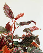 Begonia Benigo Pink Plant Studio LLC