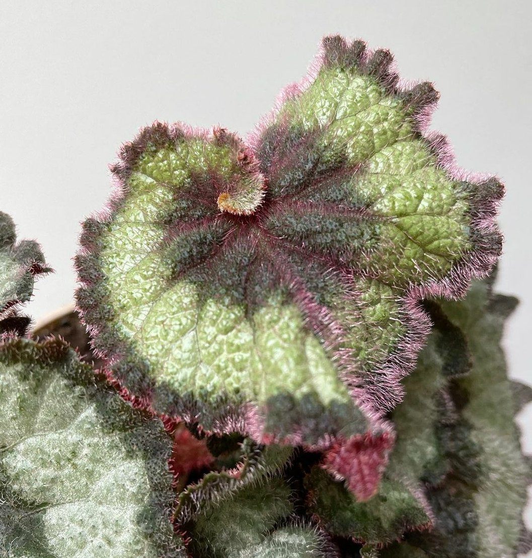 Begonia Escargot Plant Studio LLC