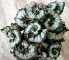 Begonia Escargot Plant Studio LLC