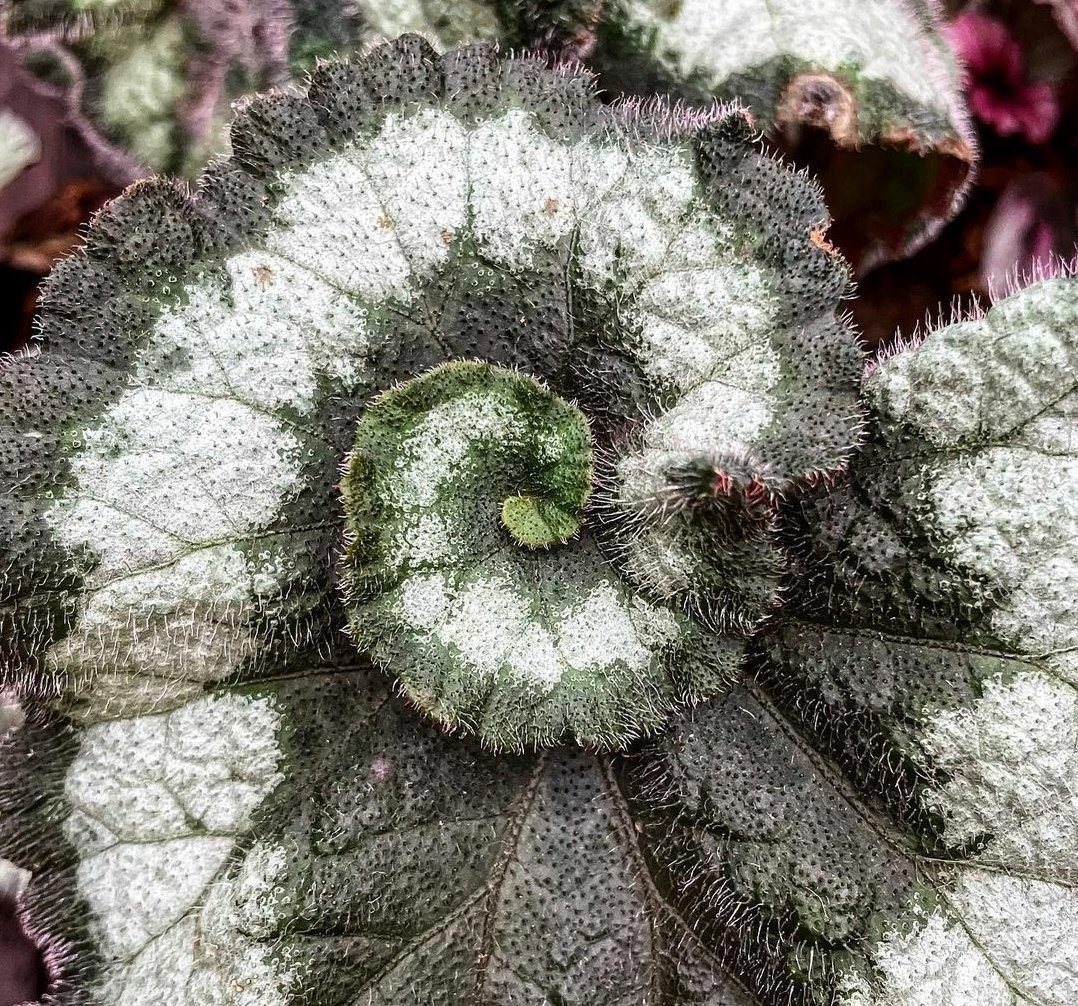 Begonia Escargot Plant Studio LLC
