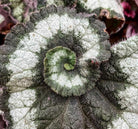 Begonia Escargot Plant Studio LLC