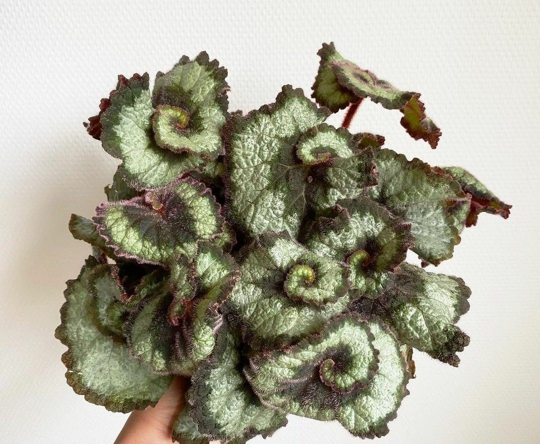 Begonia Escargot Plant Studio LLC