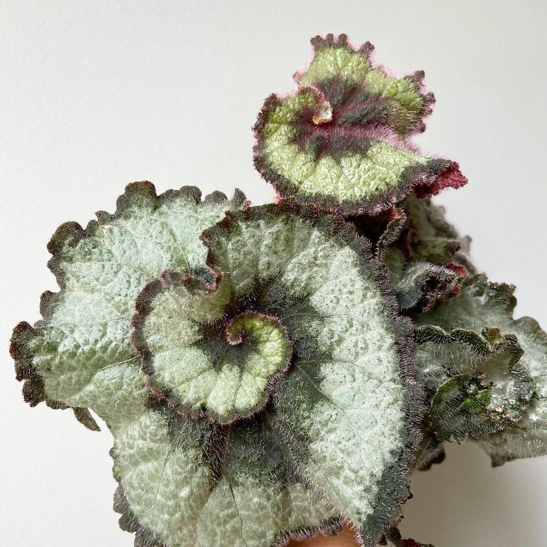 Begonia Escargot Plant Studio LLC