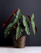 Begonia Maculata Wightii Plant Studio LLC