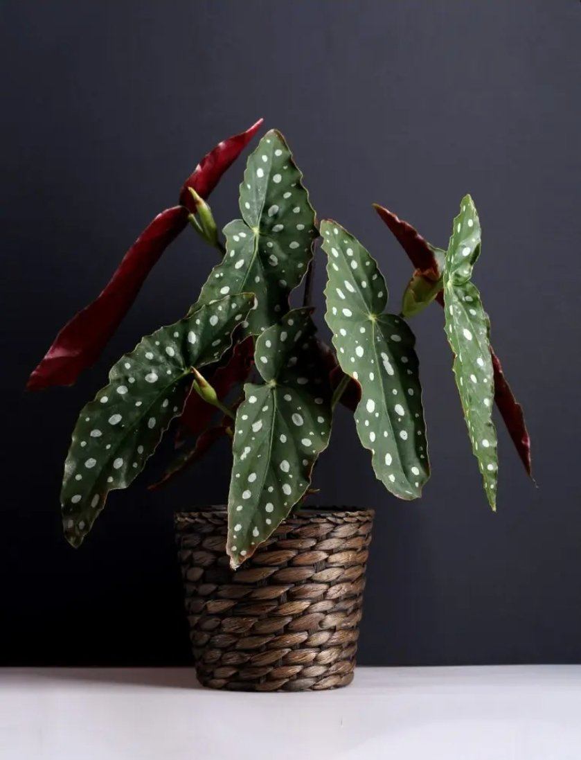 Begonia Maculata Wightii Plant Studio LLC