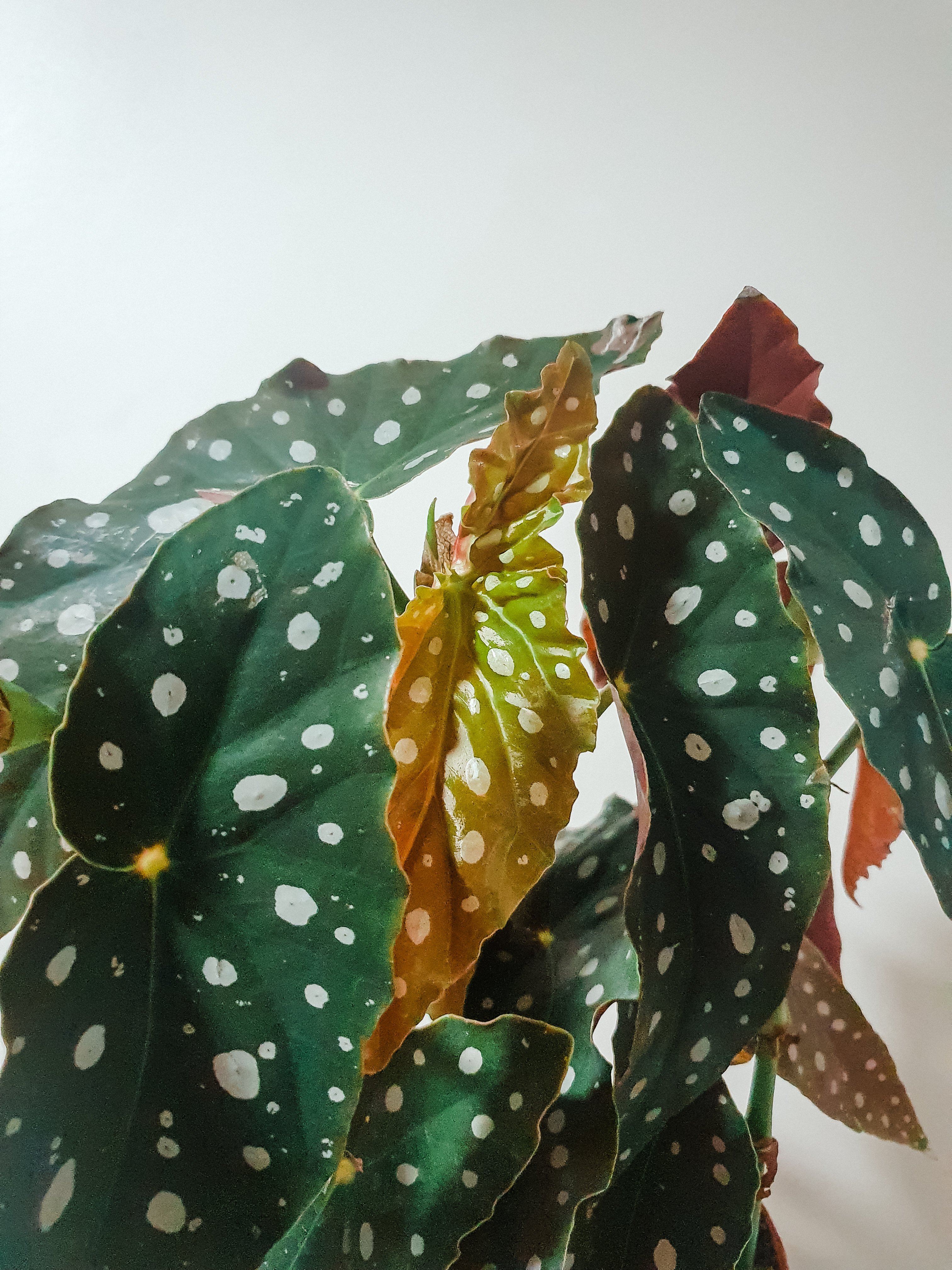 Begonia Maculata Wightii Plant Studio LLC
