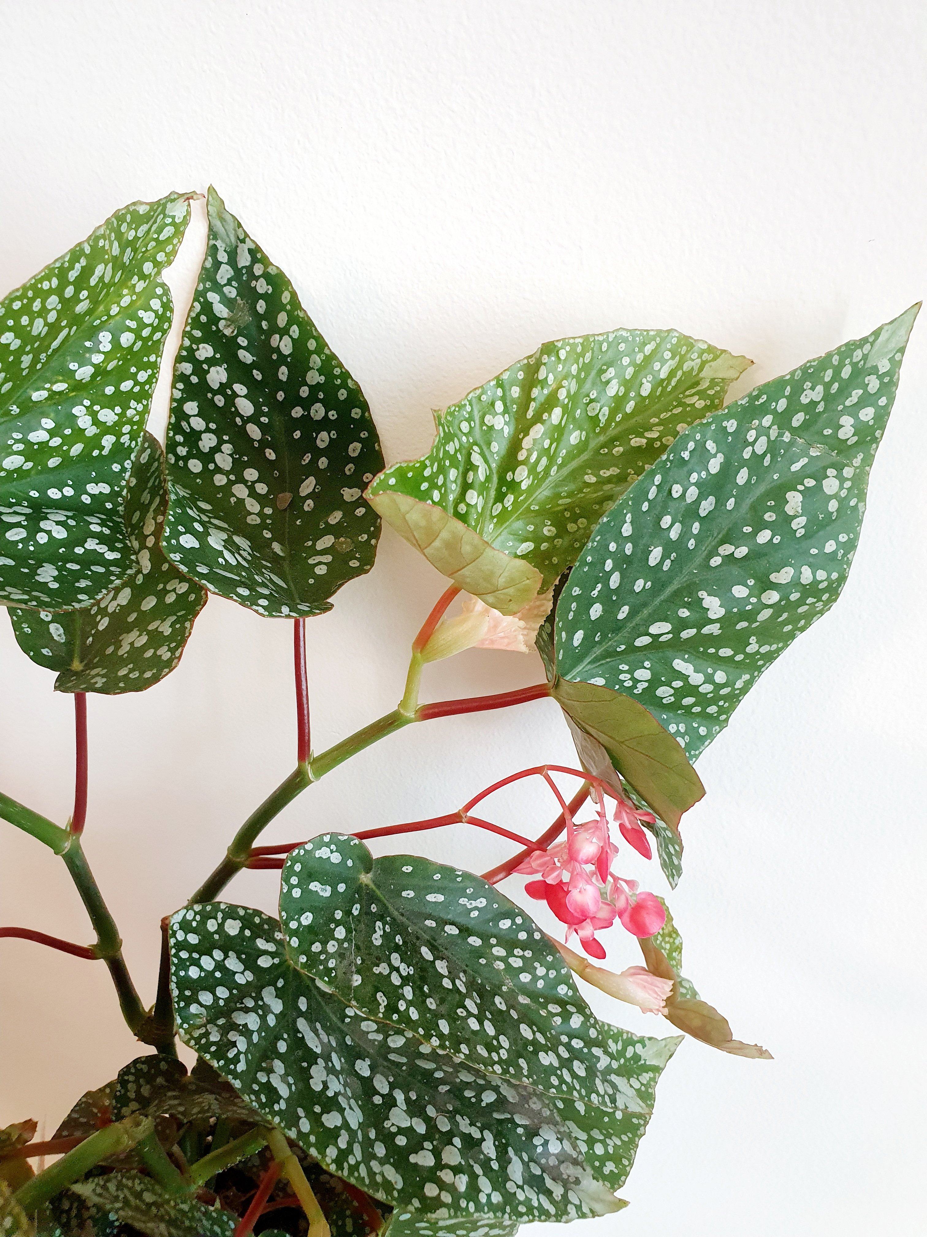 Begonia Snowcap Plant Studio LLC