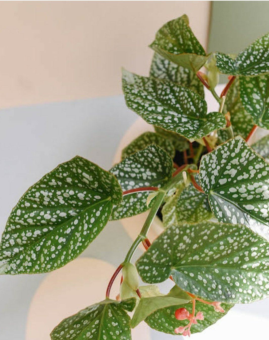 Begonia Snowcap Plant Studio LLC