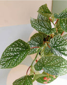 Begonia Snowcap Plant Studio LLC