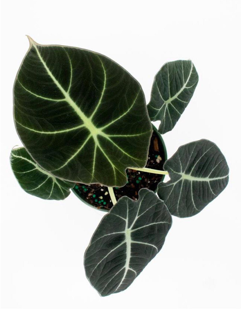 Alocasia Black Velvet birds eye view - Plant Studio LLC