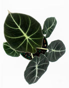 Alocasia Black Velvet birds eye view - Plant Studio LLC