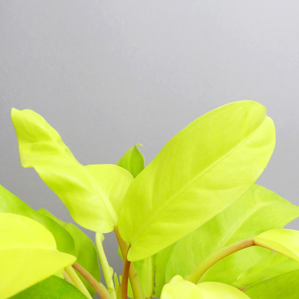 Philodendron Malay Gold - Plant Studio LLC