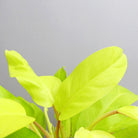 Philodendron Malay Gold - Plant Studio LLC