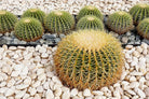 Echinocactus Grusonii 'Golden Barrel Cactus' - Plant Studio LLC