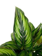 Calathea Beauty Star Plant Studio LLC