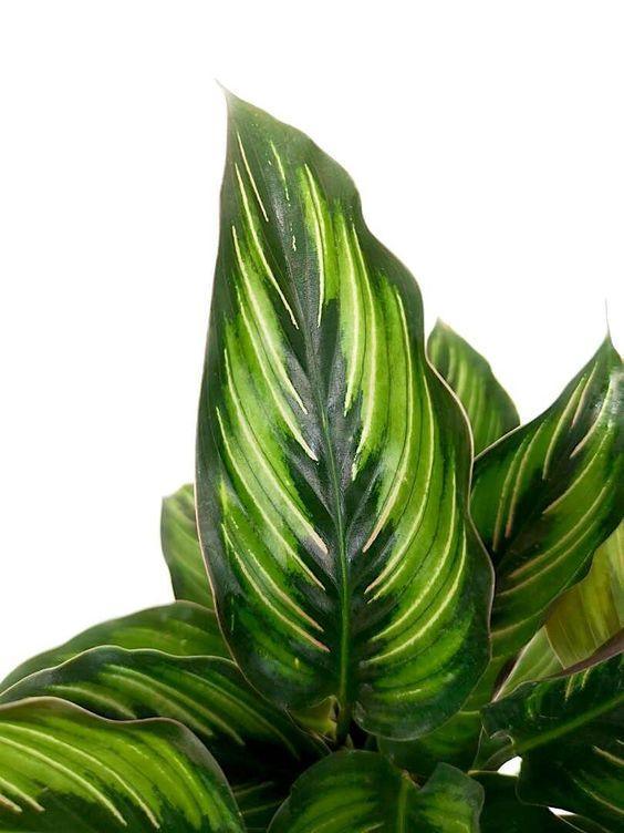 Calathea Beauty Star Plant Studio LLC