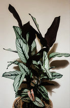 Calathea Majestica ‘White Star’ Plant Studio LLC