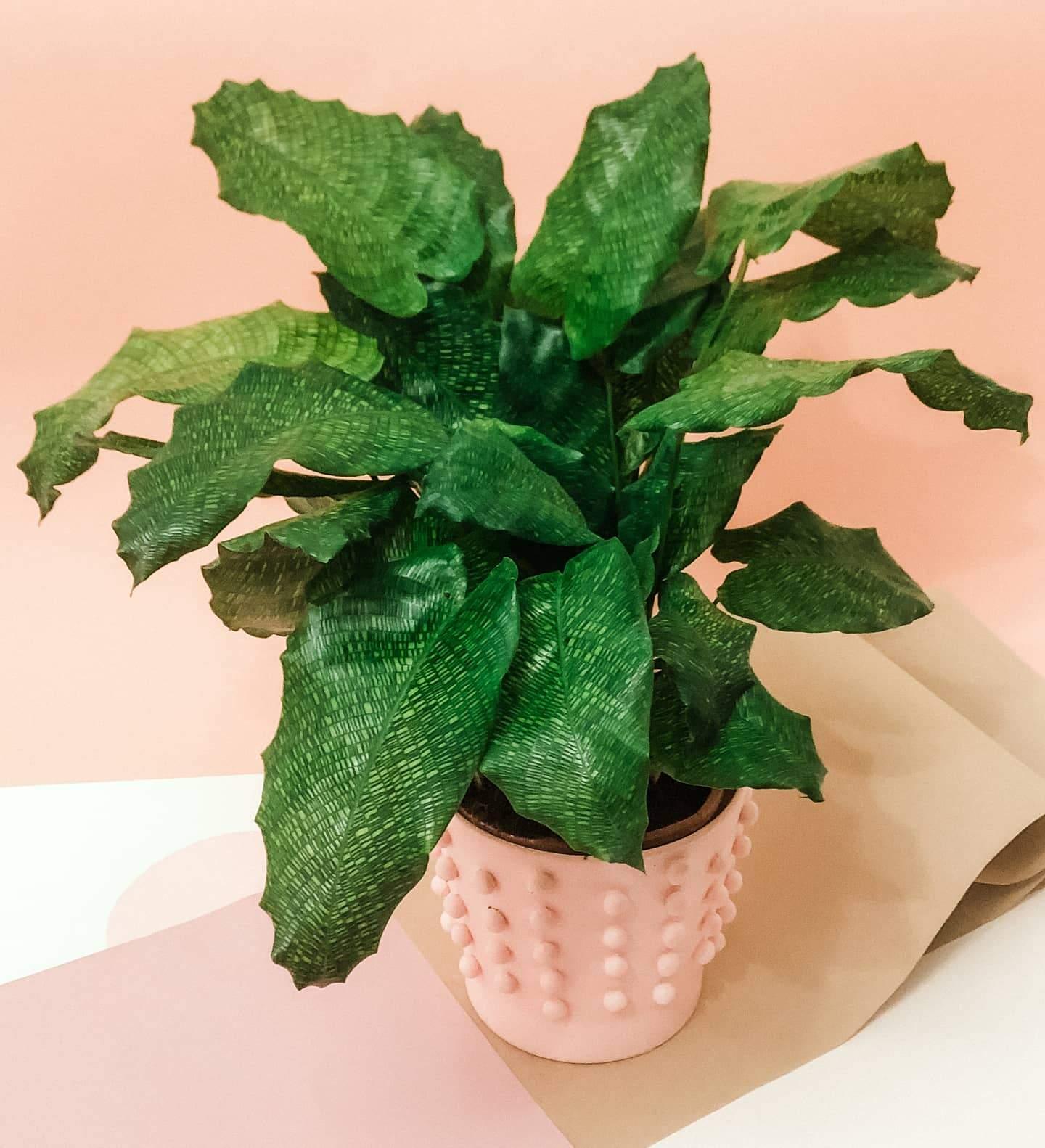 Calathea Musaica Plant Studio LLC