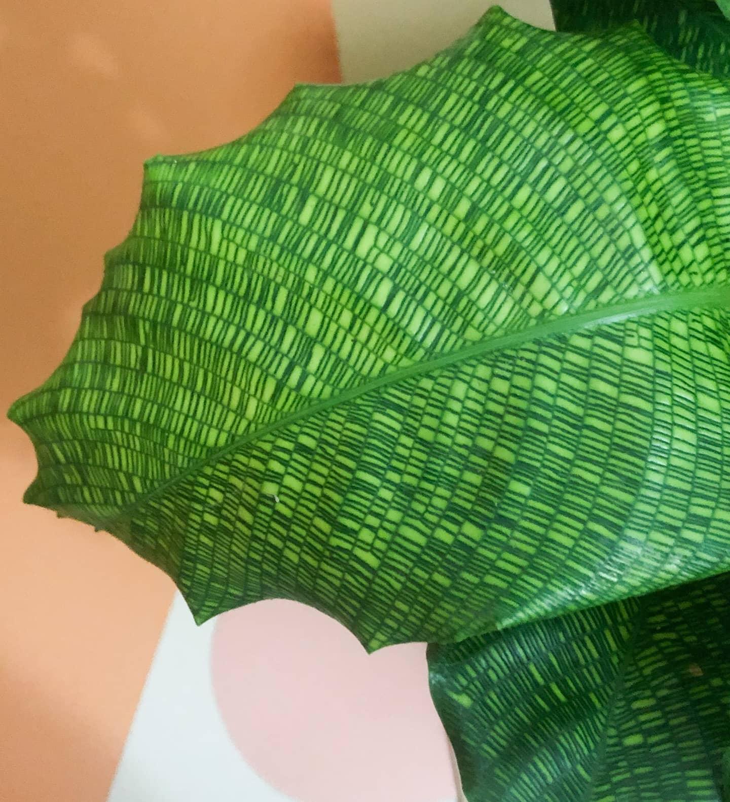 Calathea Musaica Plant Studio LLC