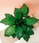 Calathea Musaica Plant Studio LLC