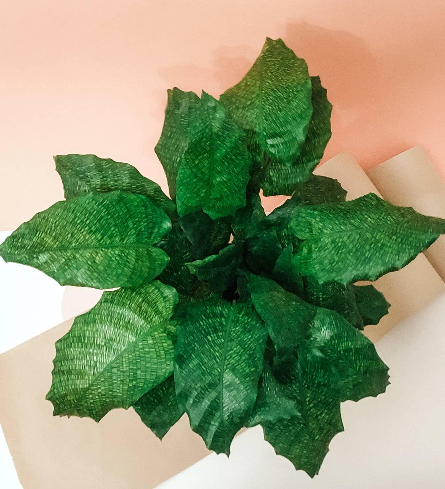 Calathea Musaica Plant Studio LLC