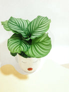 Calathea Orbifolia Plant Studio LLC