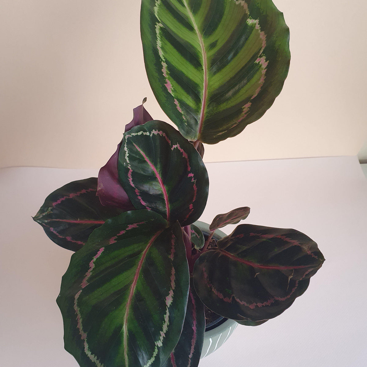 Calathea Roseopicta Cora  Plant Studio LLC