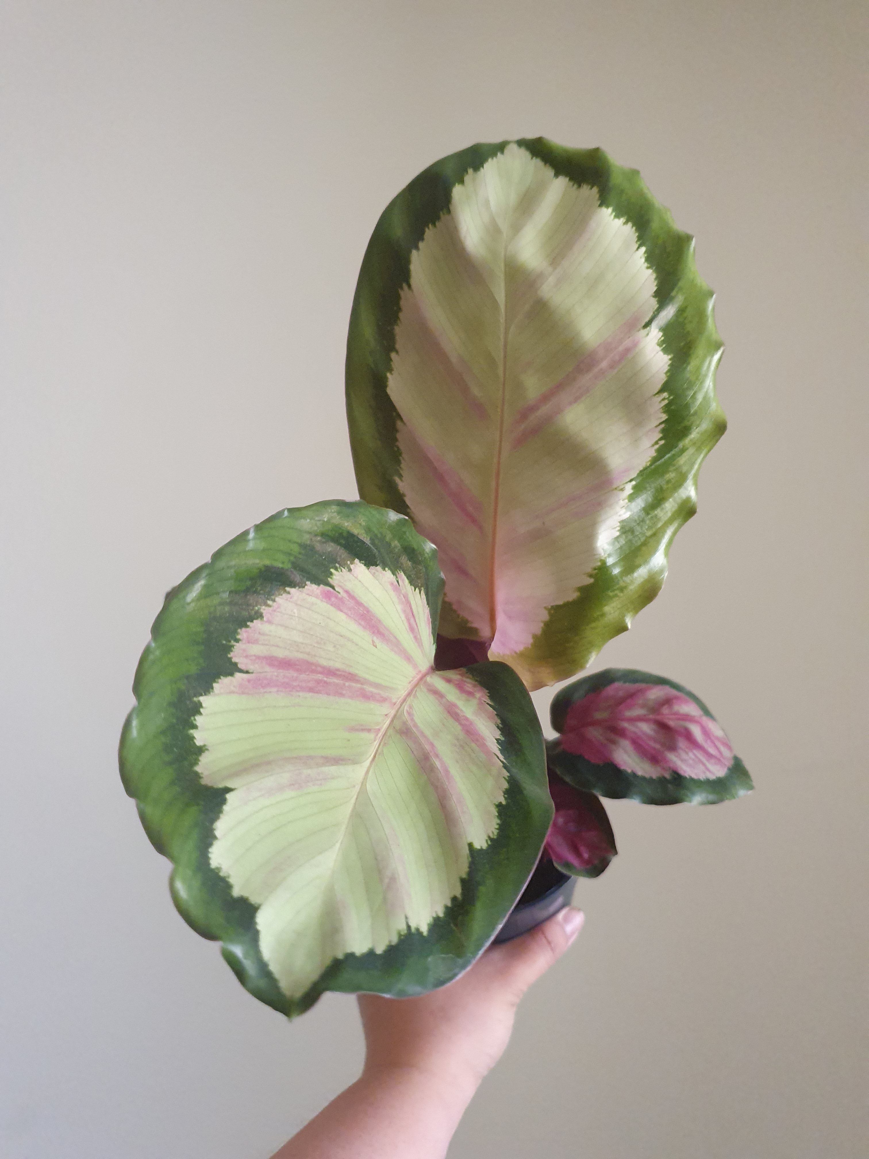 Calathea Roseopicta Plant Studio LLC